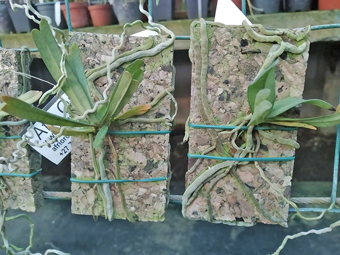 Diaphananthe millarii.jpg