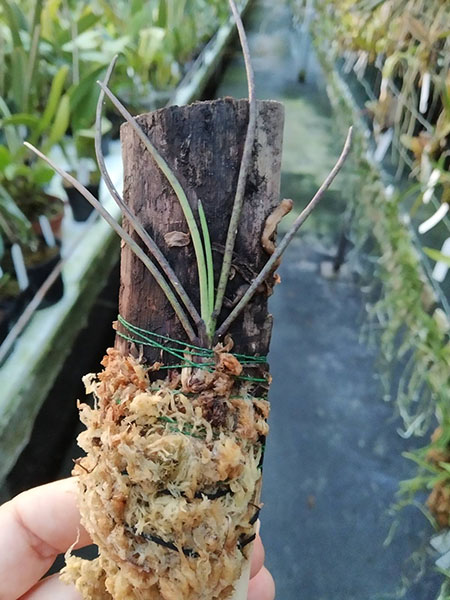 Holcoglossum ligulatum.jpg