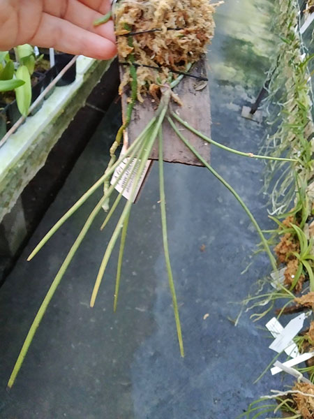 Holcoglossum rupestre.jpg