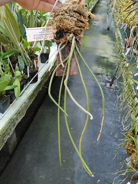 Holcoglossum subulifolium.jpg