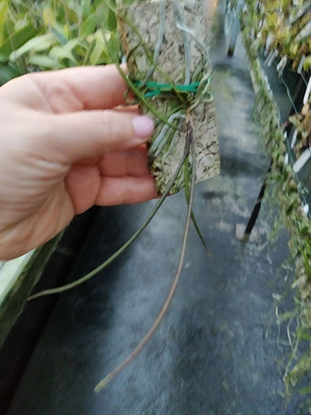 Holcoglossum wangii (‘Spitskop’ x self).jpg