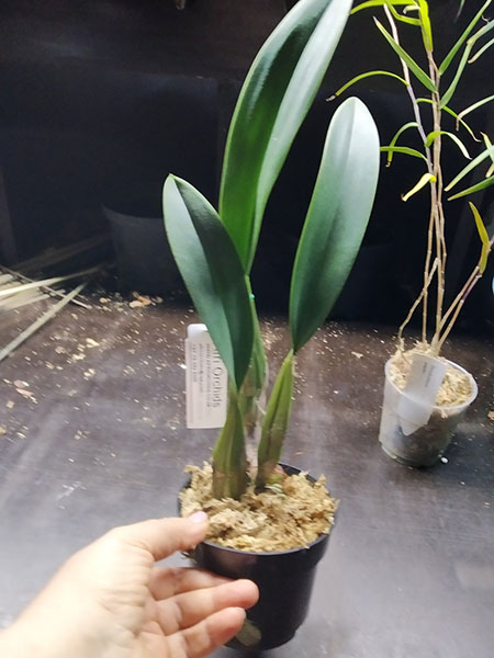 Laelia anceps hillii.jpg