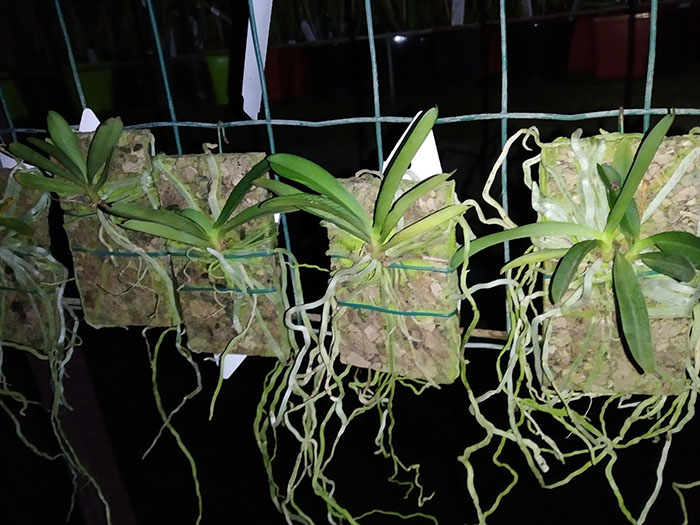 Mystacidium braybonae.jpg