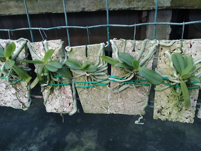 Mystacidium capense.jpg