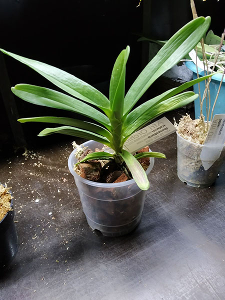 Renanthera Kalsom.jpg