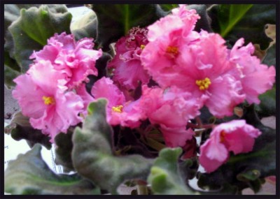 А у этой красавицы потеряла этикетку.<br />Все нашлось и зовут эту красавицу<br />Suncoast Circus Candy.