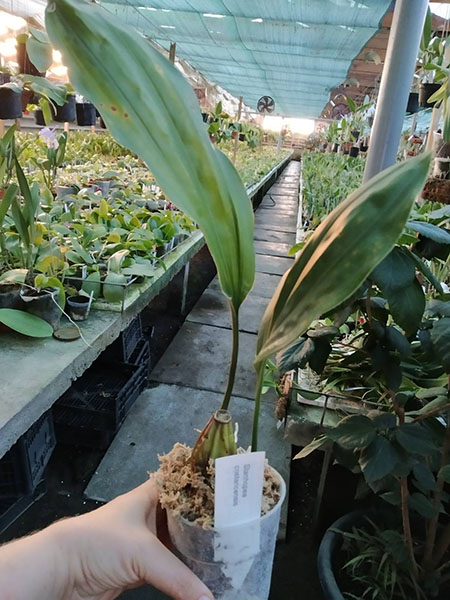Stanhopea costaricensis.jpg