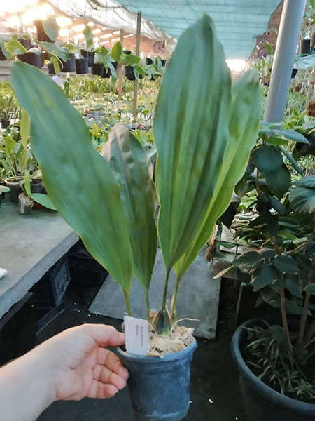 Stanhopea lietzei.jpg