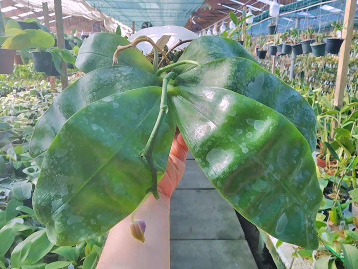 Phalaenopsis Samera Blue.jpg