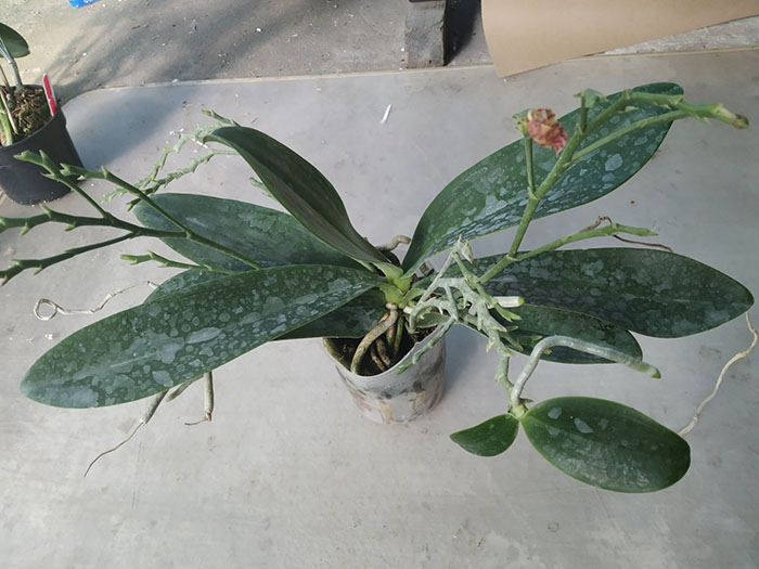 Phalaenopsis cornu-cervi x maculata.jpg