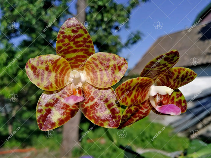 Phalaenopsis Giant Passion x Zheng Min 'Hazel'.jpg