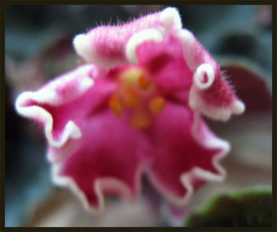 Начинает раскрываться Cherries&amp;amp;Cream