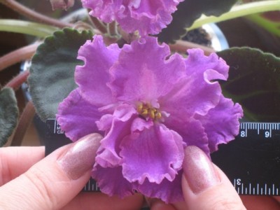 -богиня красоты.jpg