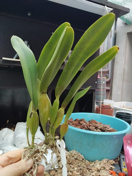 Laelia perrinii (delicata 'AM' x alba 'RK').jpg