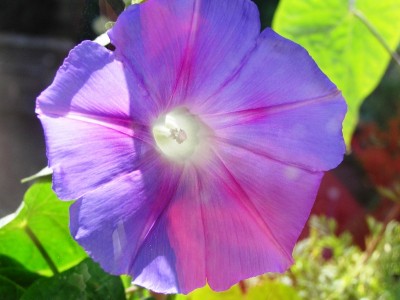 Вьюнок каждый день другого цвета раскрывает цветы