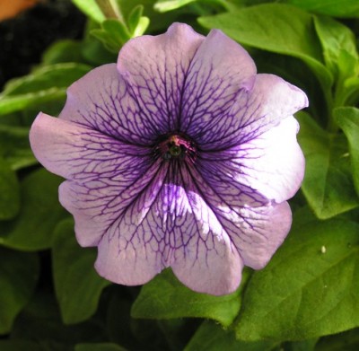 А пахнет $:006 <br />Сорт ТЕТ-А-ТЕТ (Парфюм)