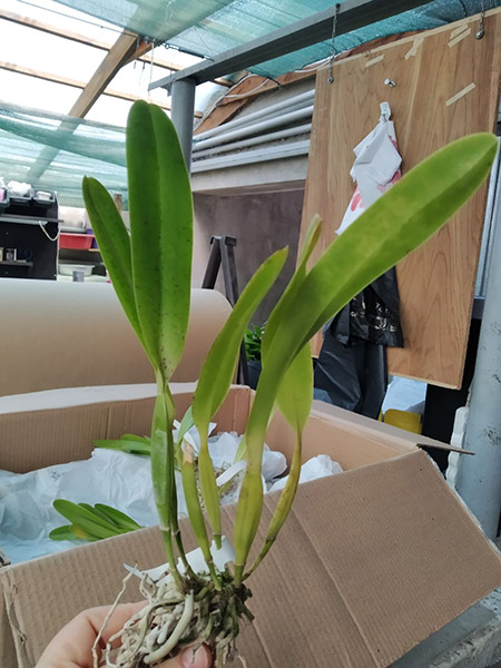 Laelia tenebrosa 'Surpresa' x SELF.jpg