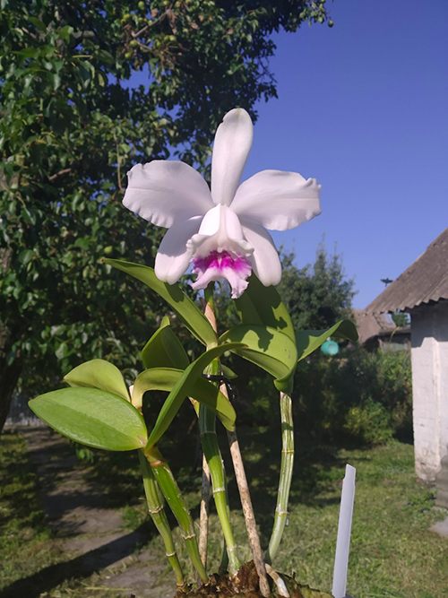 Cattleya intermedia multiforme 'Sol nascente' x multiforme 'Taturana'.jpg