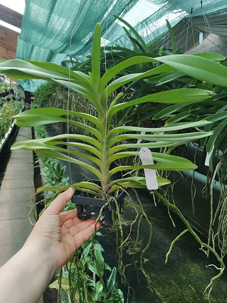 Ascocenda Kultana White.jpg