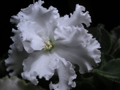 Вологодское кружево