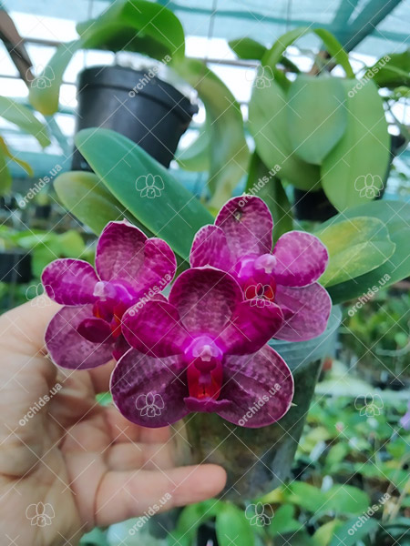 Phalaenopsis I-Hsin 'Spot Eagle'.jpg
