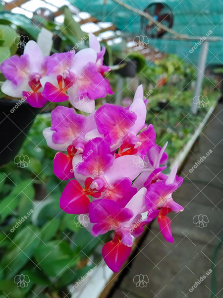 Phalaenopsis Liu's Berry 'ES'.jpg