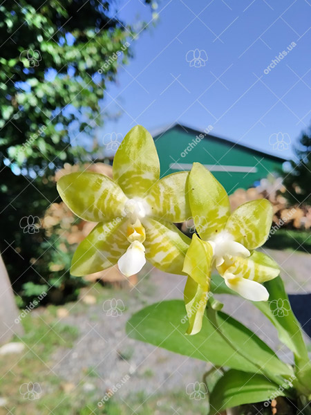 Phalaenopsis Yaphon 'Yellow Story' x Nobby's 'Doctor Chu'.jpg