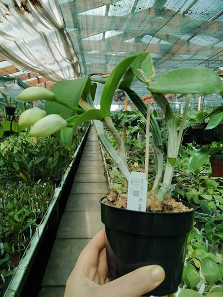 Cattleya violacea alba (division).jpg