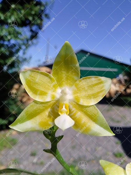 Phalaenopsis Yaphon 'Yellow Story' x Nobby's 'Doctor Chu'.jpg