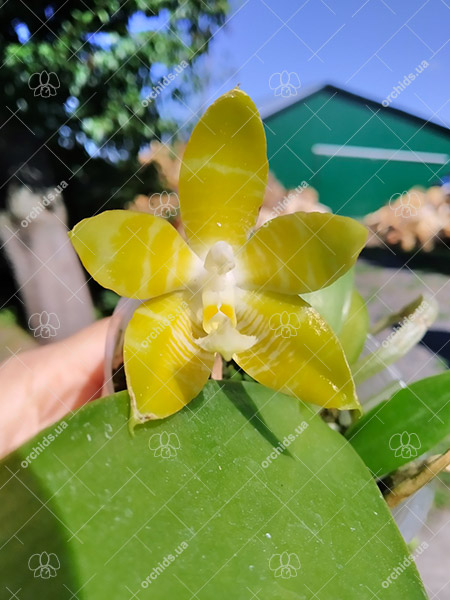 Phalaenopsis Yaphon 'Yellow Story' x Nobby's 'Doctor Chu'.jpg