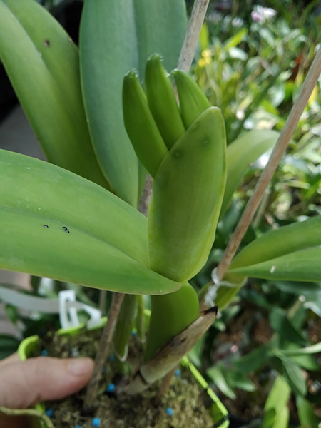 Cattleya gaskelliana coerulea 'Vista Linda' (Z-360) x Cattleya gaskelliana coerulea 'Boas Vista' (Z-360).jpg