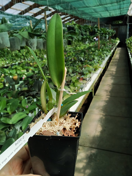 Cattleya mendelli semi alba (quase) x mendelli concolor 'Bucaramanga'.jpg