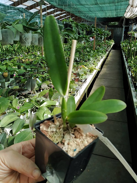 Cattleya mendelli ('Carlos Arango' x semi alba (quase)).jpg