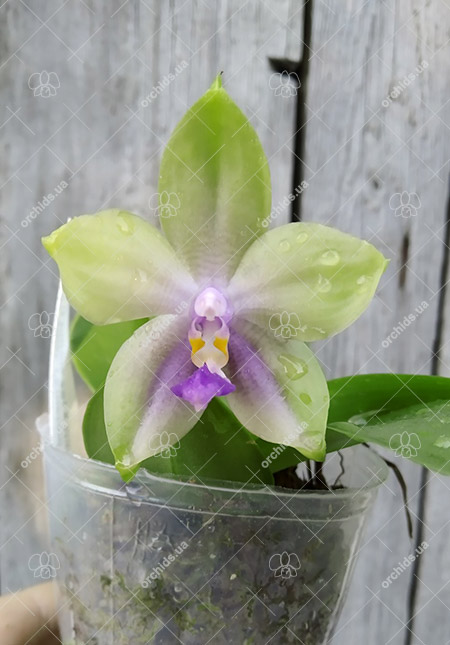 Phalaenopsis ('Emerald Bear' x LD Purple 3S) x Mituo GH King Star.jpg