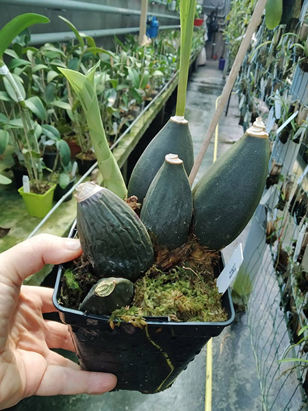 Anguloa uniflora.jpg