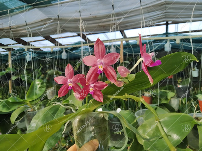Phalaenopsis Zheng Min Muscadine '323' x speciosa '41-S'.jpg