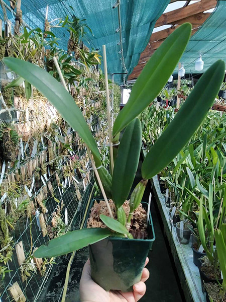 Cattleya trianae tipo 'Binotti' x Cattleya trianae orlata 'Dan'.jpg
