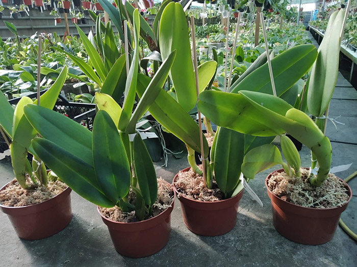 Cattleya warneri 'Friagem' х XXX.jpg