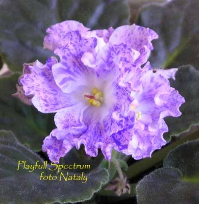 Первое цветение. Одна розеточка зацвела так, на ней больше синего.