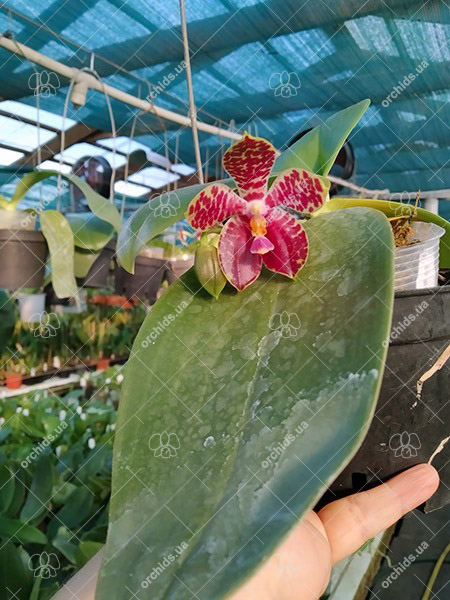 Phalaenopsis Mainshow Tiger (cross plants).jpg