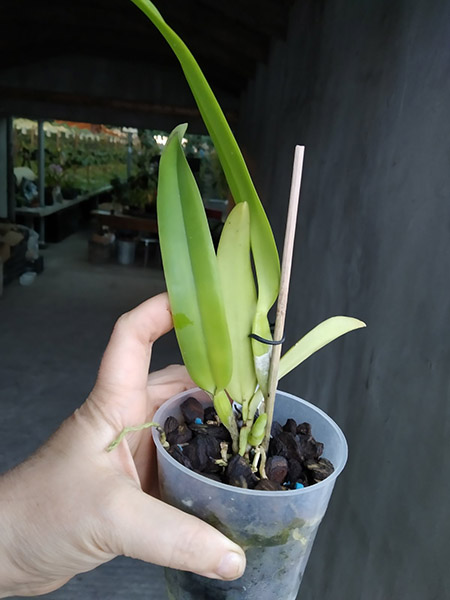 Cattleya dowiana (Hui Yun).jpg