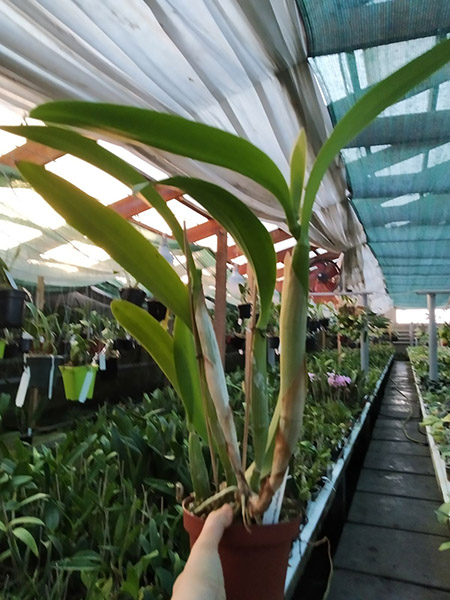 Laeliocattleya Wrigleyi 'Blue Heaven'.jpg