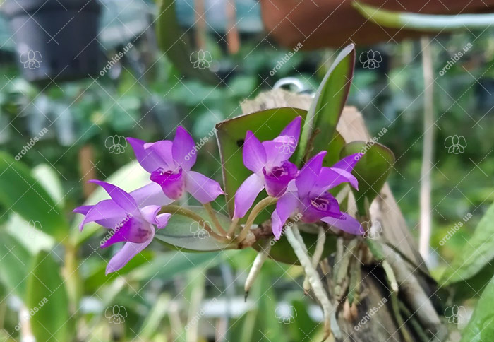 Meiracyllium trinasutum.jpg