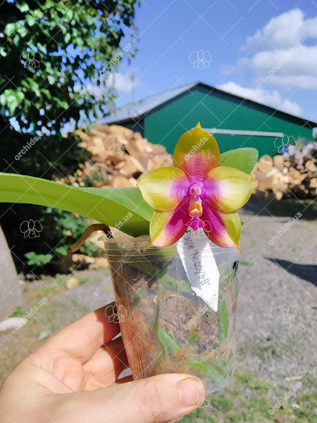 Phalaenopsis Yin’s Black Eagle 'Nobby’s B'.jpg