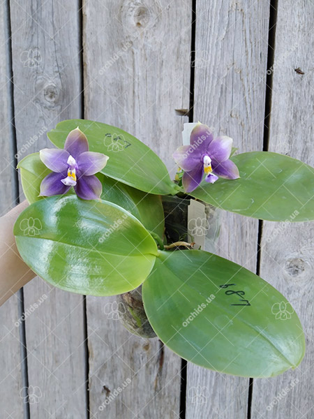 Phalaenopsis Mituo Blue Bear 'Mituo #1'.jpg