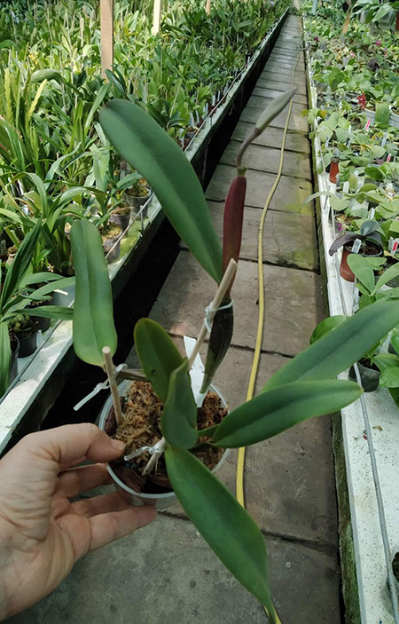Cattleya lawrenceana flammea 'N1' x lawrenceana flammea 'N 2'.jpg