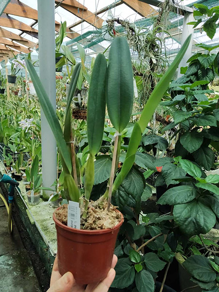 Laelia purpurata werkhauseri x Laelia purpurata werkhauseri striata.jpg