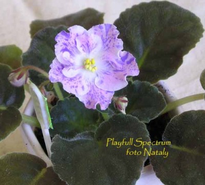 Первое цветение. Другая розеточка зацвела вот так, больше розового