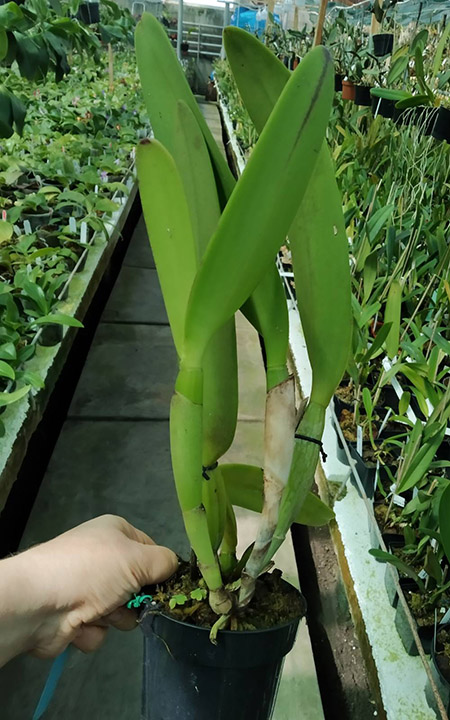 Cattleya eldorado 'M Ito'.jpg
