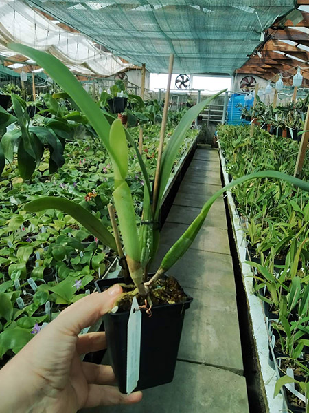 Cattleya percivaliana coerulea 'San Cristobal' x 'Petersen'.jpg